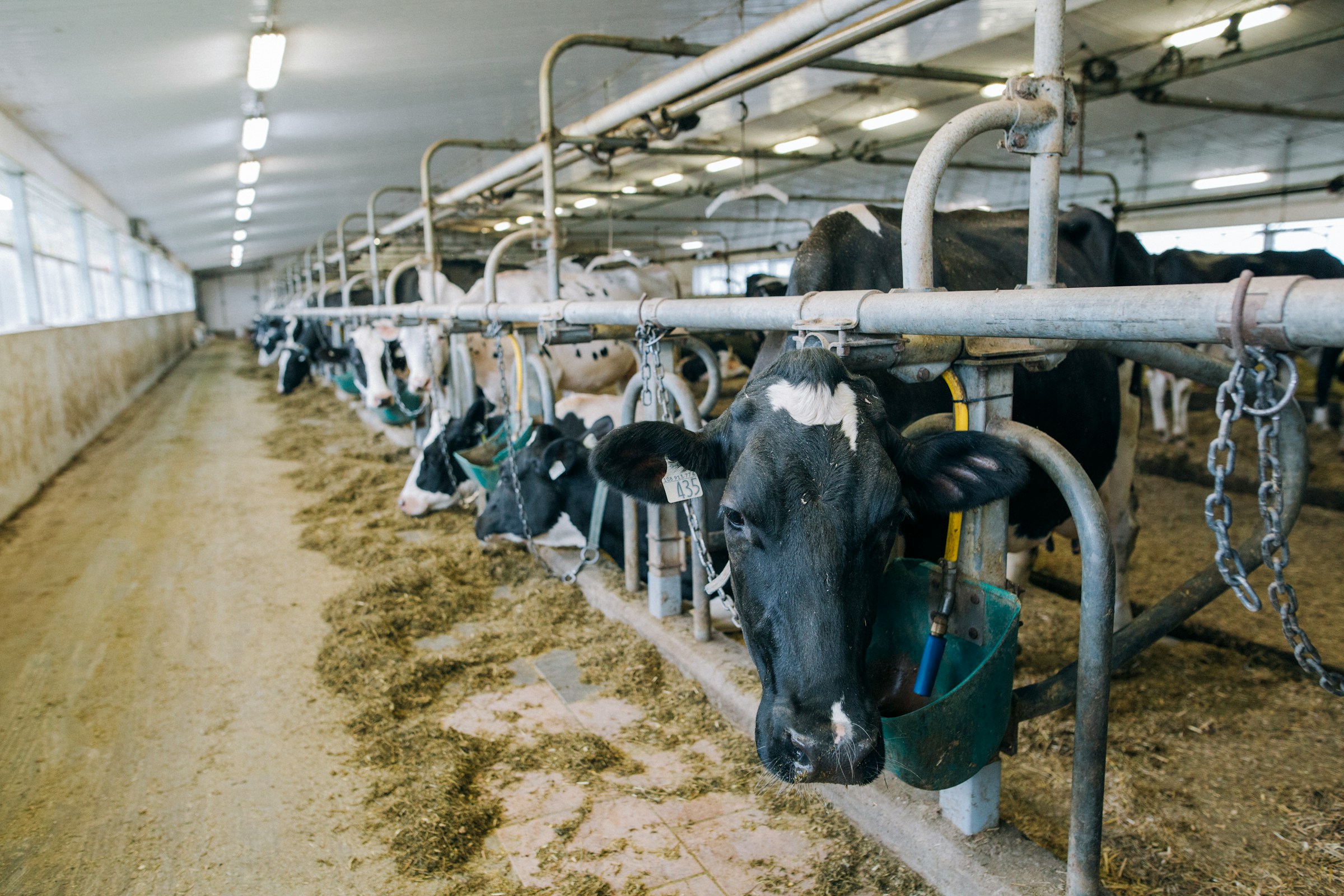 Close-up of an OTIS-tagged dairy cow framed by parlor steel — every animal read as a data node.