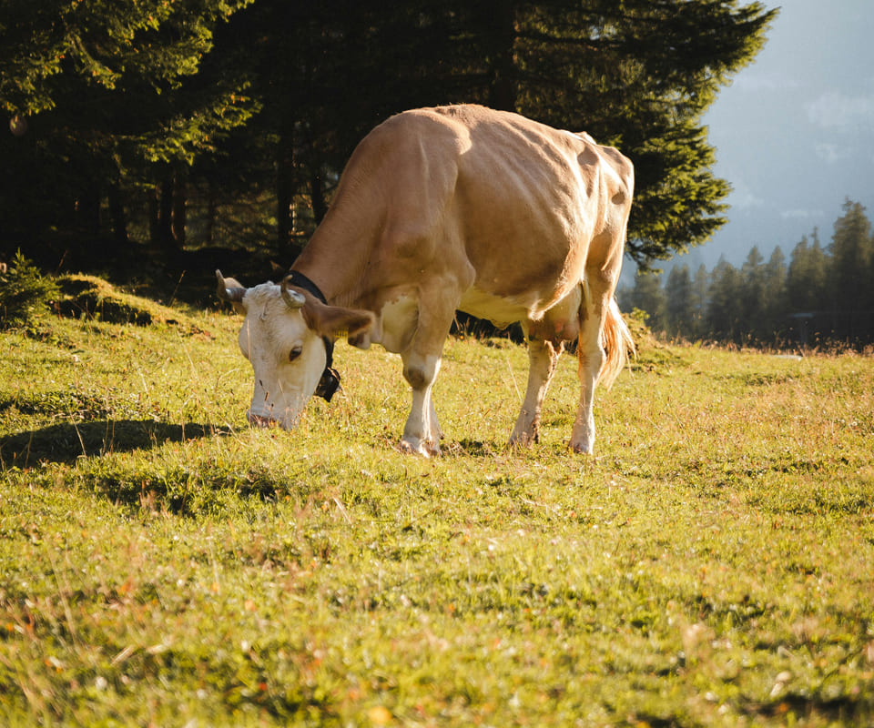 A lone cow grazing open pasture.