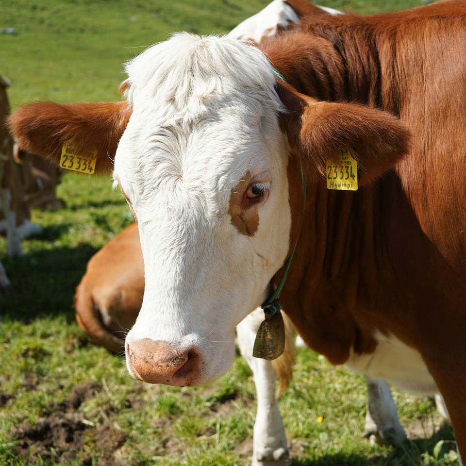 A brown-and-white Fleckvieh dairy cow with yellow ear tags looks toward the camera on a sunlit alpine pasture.
