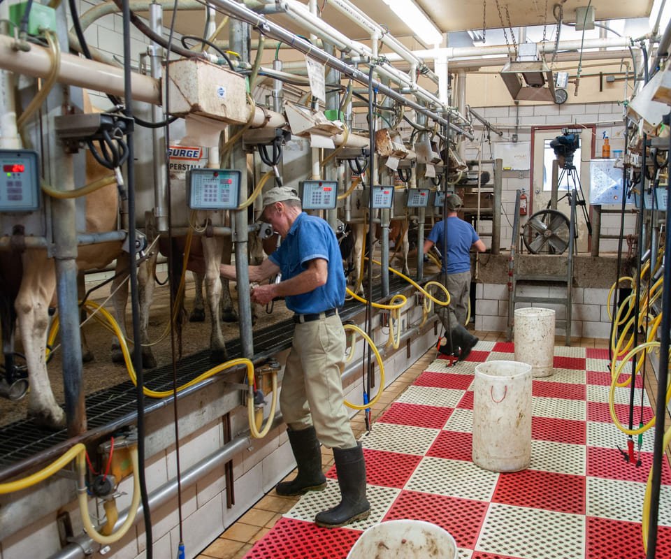 Cows lined up in a herringbone milking parlor.