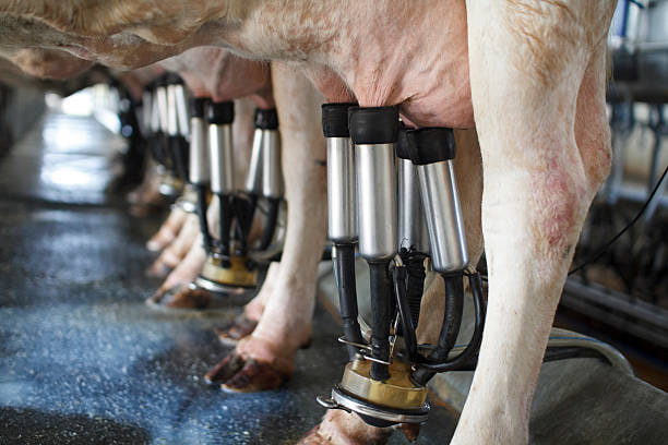 A milking cluster attached to a cow's udder in the parlor, one teat cup drawing milk from each quarter.