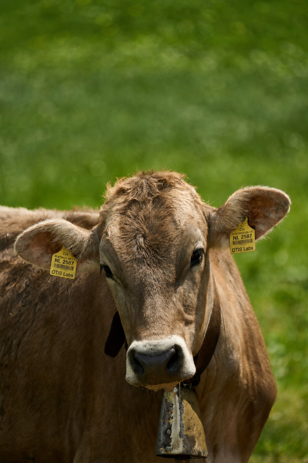 Close portrait of a brown dairy cow with OTIS-branded yellow ear-tags — the device site for vagal nerve stimulation.